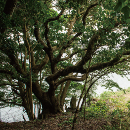 ［03  ユニークな樹々が茂る森］田島の大部分は森。人が入っていない時期が長かったため、里山でありながら自然の森が育っています。シイやセンダンの大木、竹林、浜辺に自生する西海市の花木ハマボウなど、樹木散策のトレッキングができることも魅力のひとつ。
