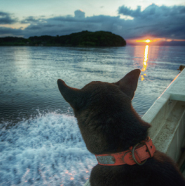 ［12  ナビゲーターは2匹の犬］田島の人気者、おばあさん白犬「サリー」とやんちゃ坊主の黒犬「シマ」。船に乗ったり散歩が大好き！何か見つけると、ひたすら穴掘りしたり全速力で走ったり。好奇心も決して人には負けてません☆